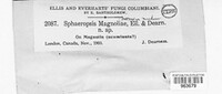 Image of Sphaeropsis magnoliae